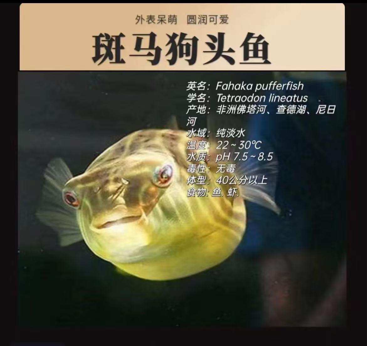 斑马狗头淡水河豚鱼狗头鱼河豚观赏鱼淡水