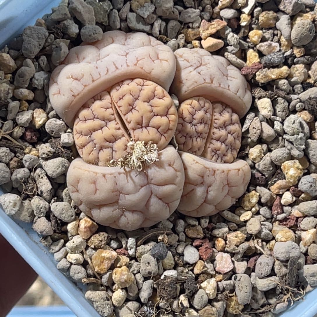 7164双头凹凸189母本