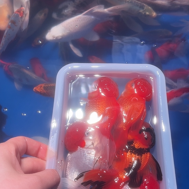 往***零海水鱼渔场直发10号链接
