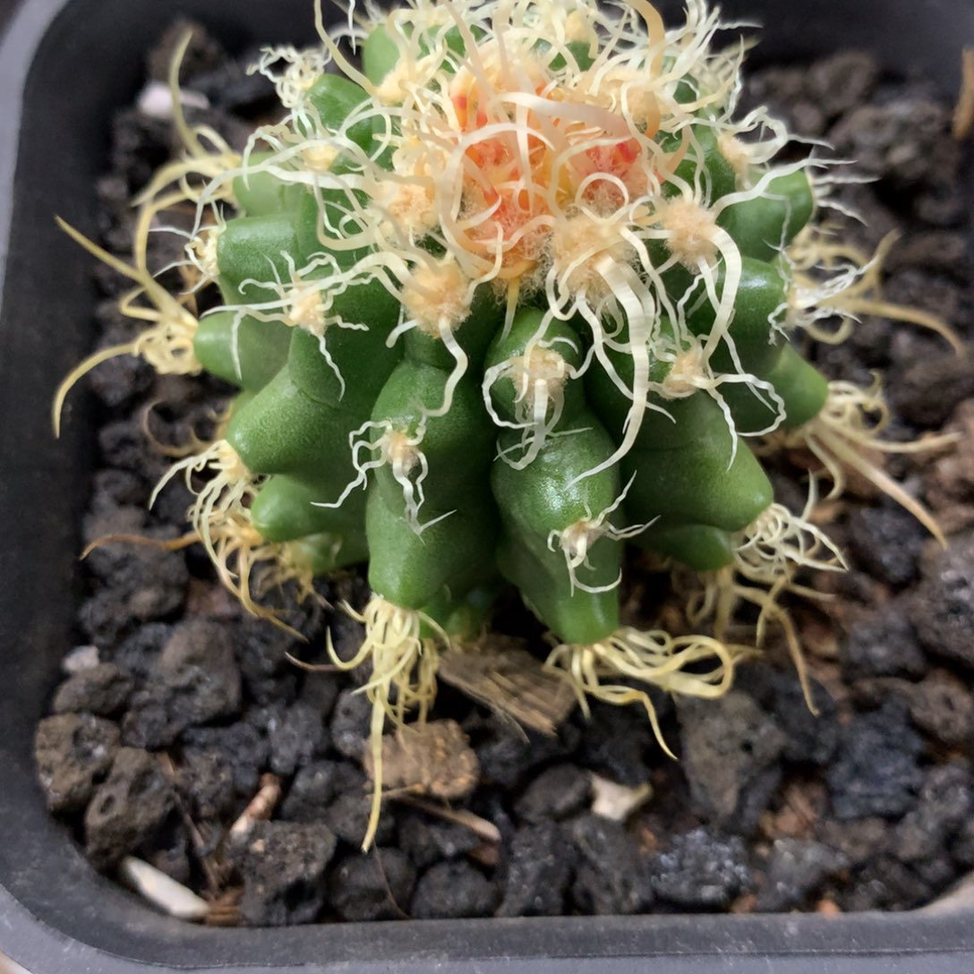 开播福利实生卷刺金虎