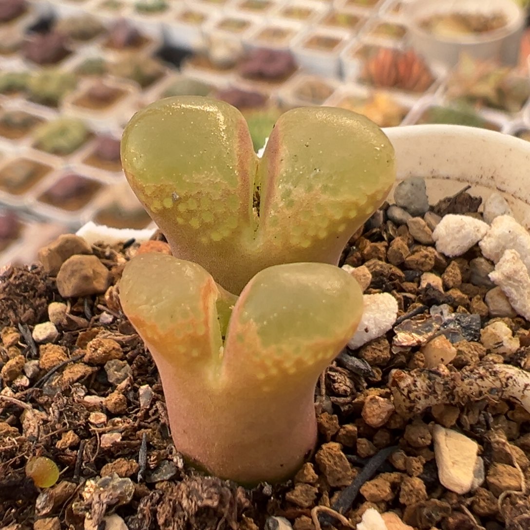32多肉植物百科樱花1453.9