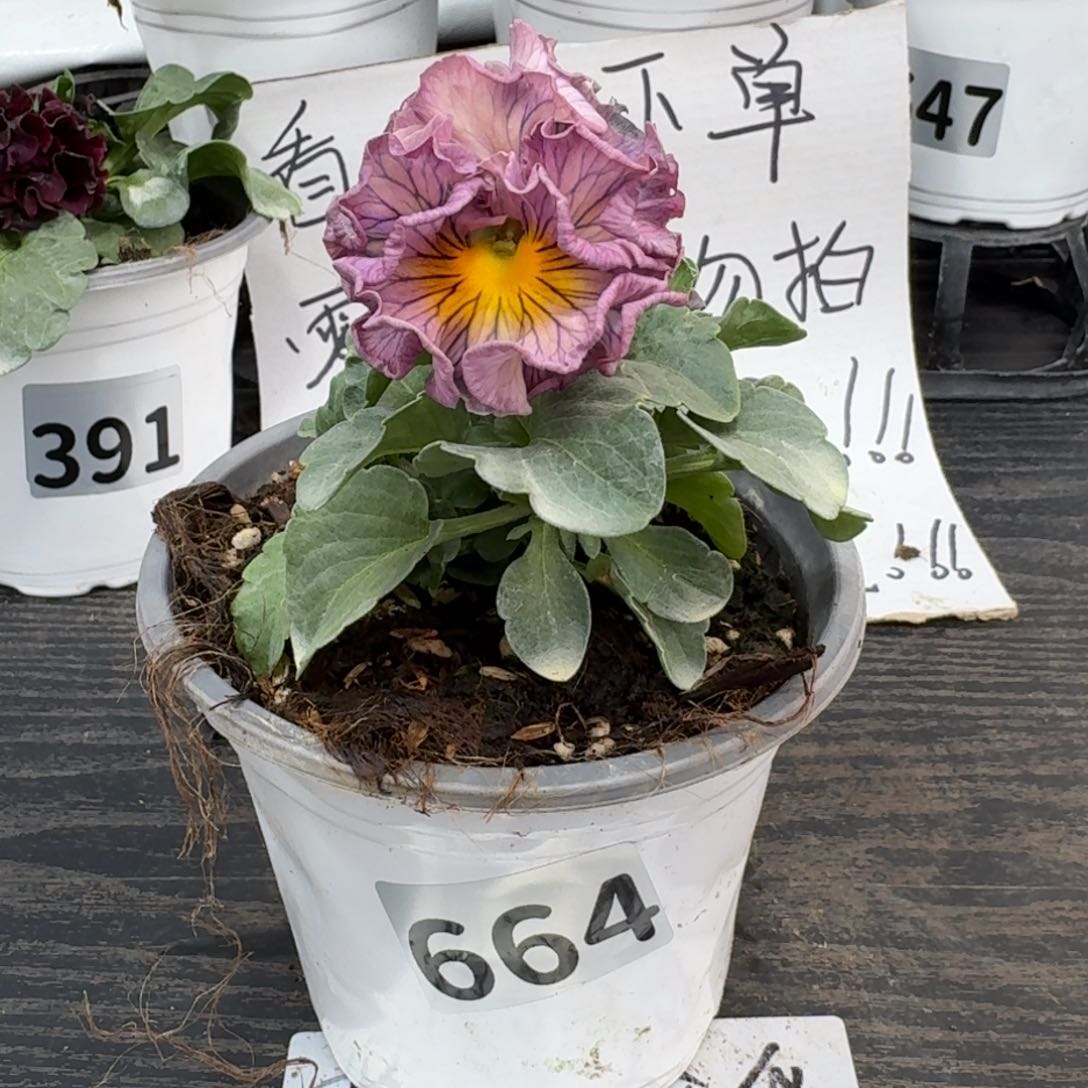 全部花朵664号礼服