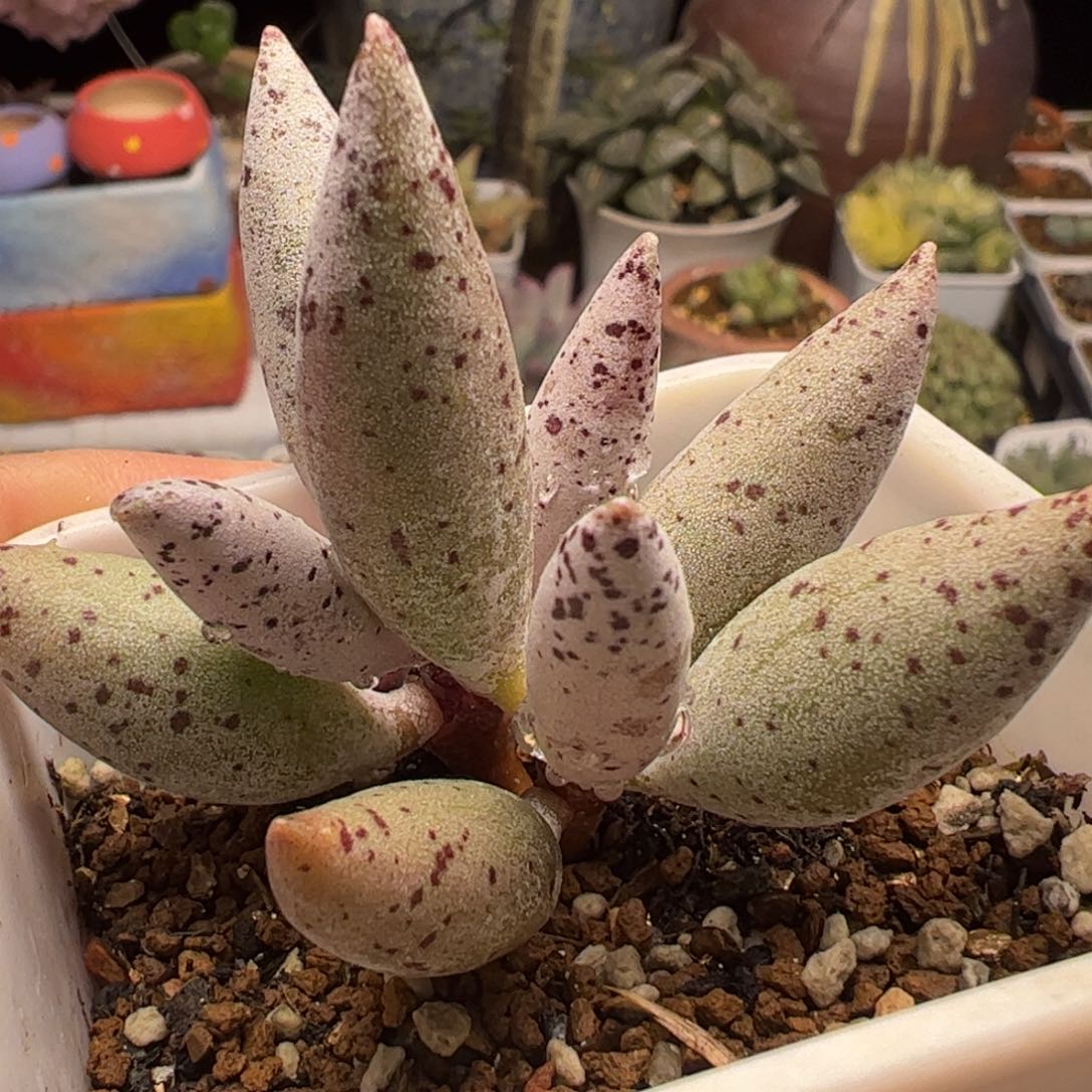 海豹多肉植物百科