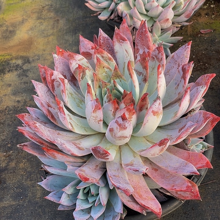 卡杂特价22.8多肉，叶片问题不售后