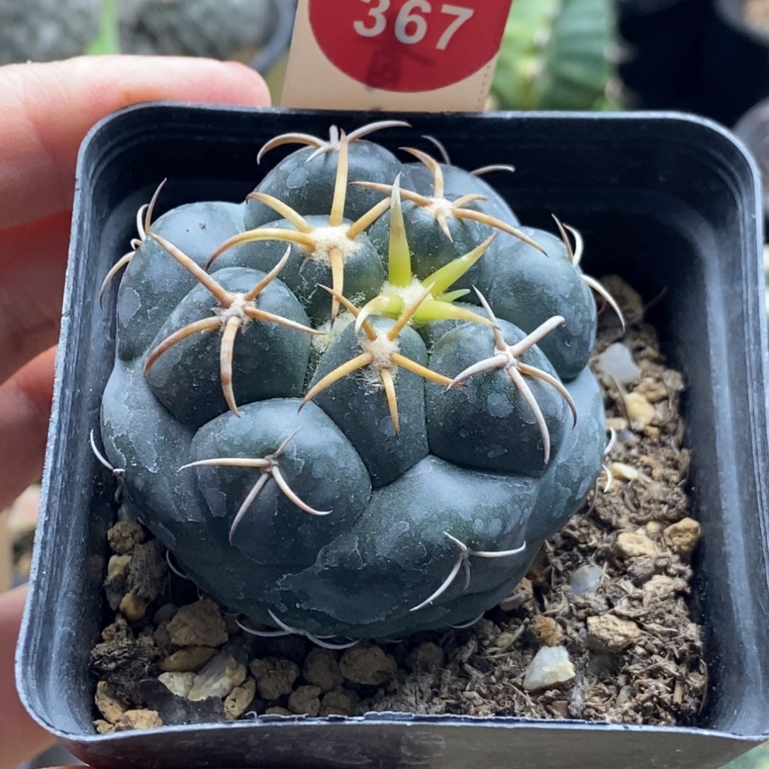 实生豪刺安宅象牙4.8cm