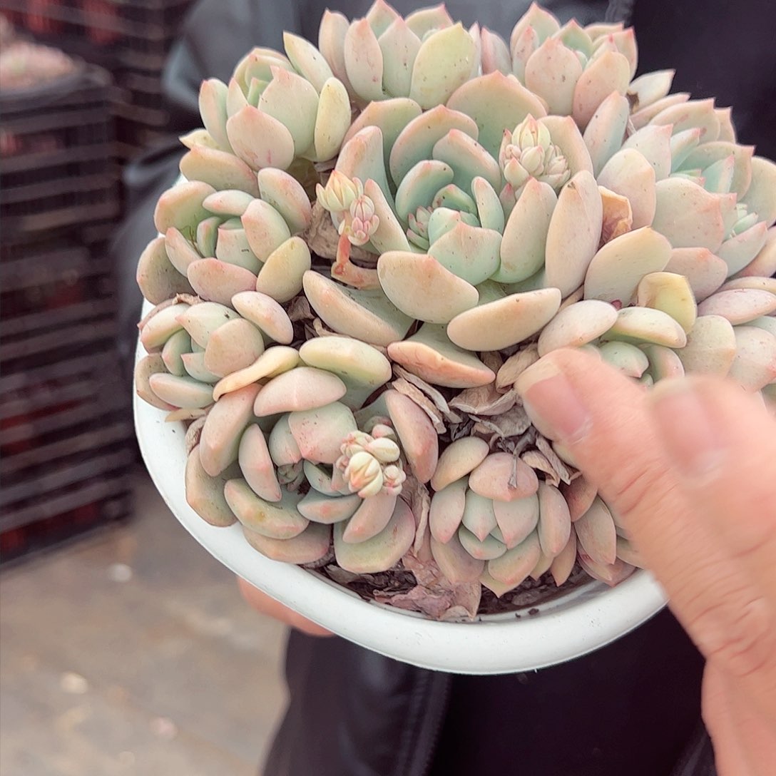 蜜桃格林多头大盆群