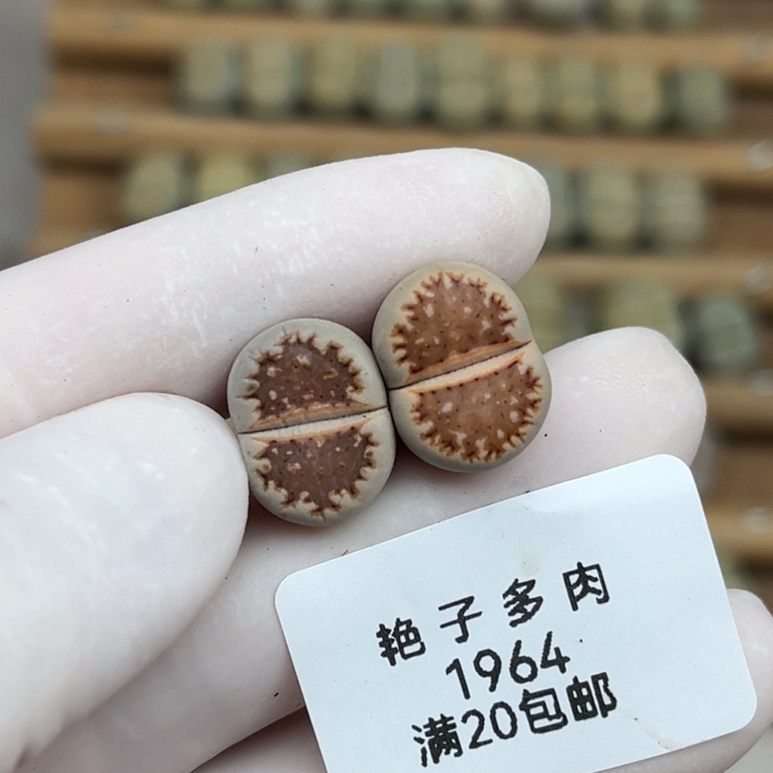 1964号一首两颗218饼干