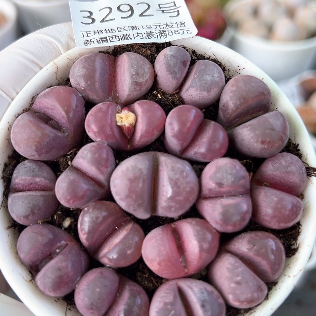 好养易活生石花大母本3292