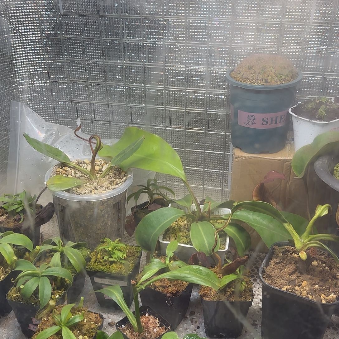 向***铭无花朵专拍环状姨妈巾