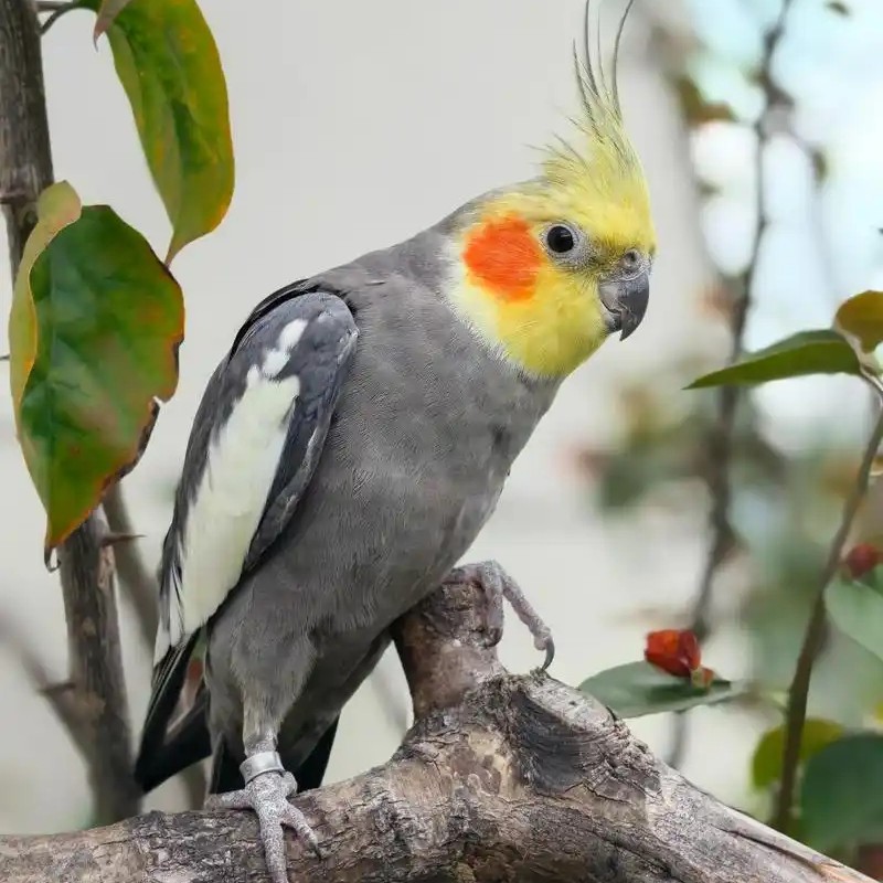 手养亲人玄凤鹦鹉半毛雏鸟