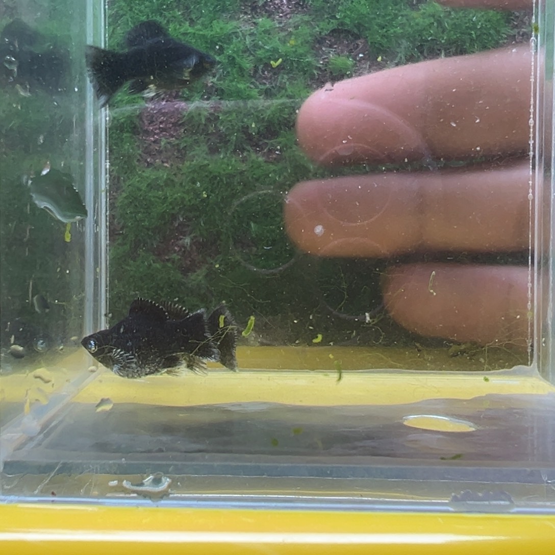 黑玛丽鱼电镀亚成一公两母