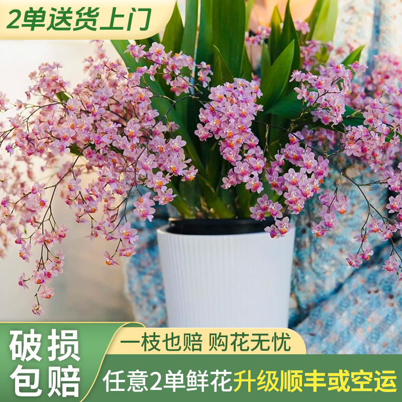 【源头优选老六】光宗粉梦香兰 任意2单升级快递 发货后不支持退款