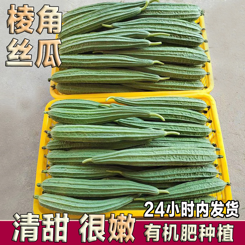 广西农家自种现摘嫩丝瓜当季新鲜蔬菜八角棱角丝瓜大长肉水瓜清甜
