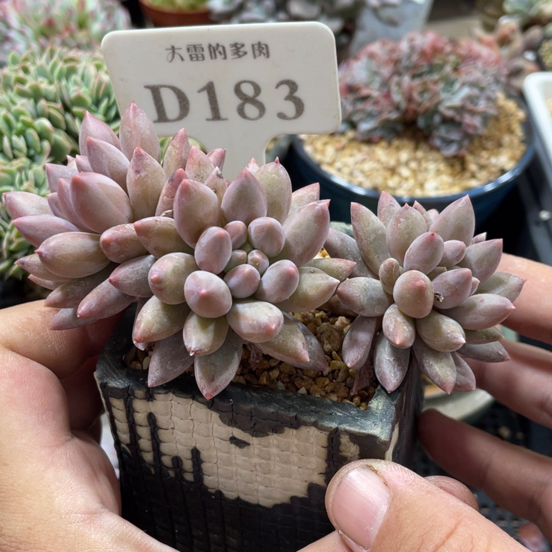 183红蜻蜓不带盆10厘米