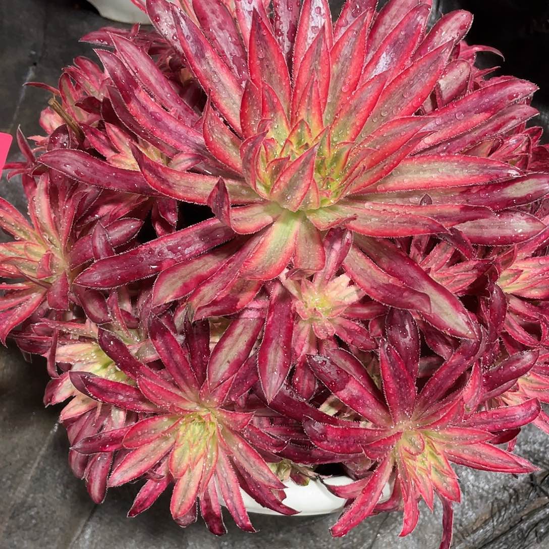 好***子暖暖法师好日子哈哈哈哈回家