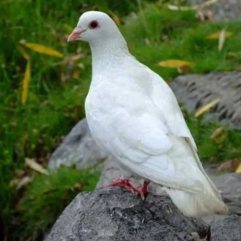 【阜东村农家散养鸽子】南京阜东村农家散养鸽子