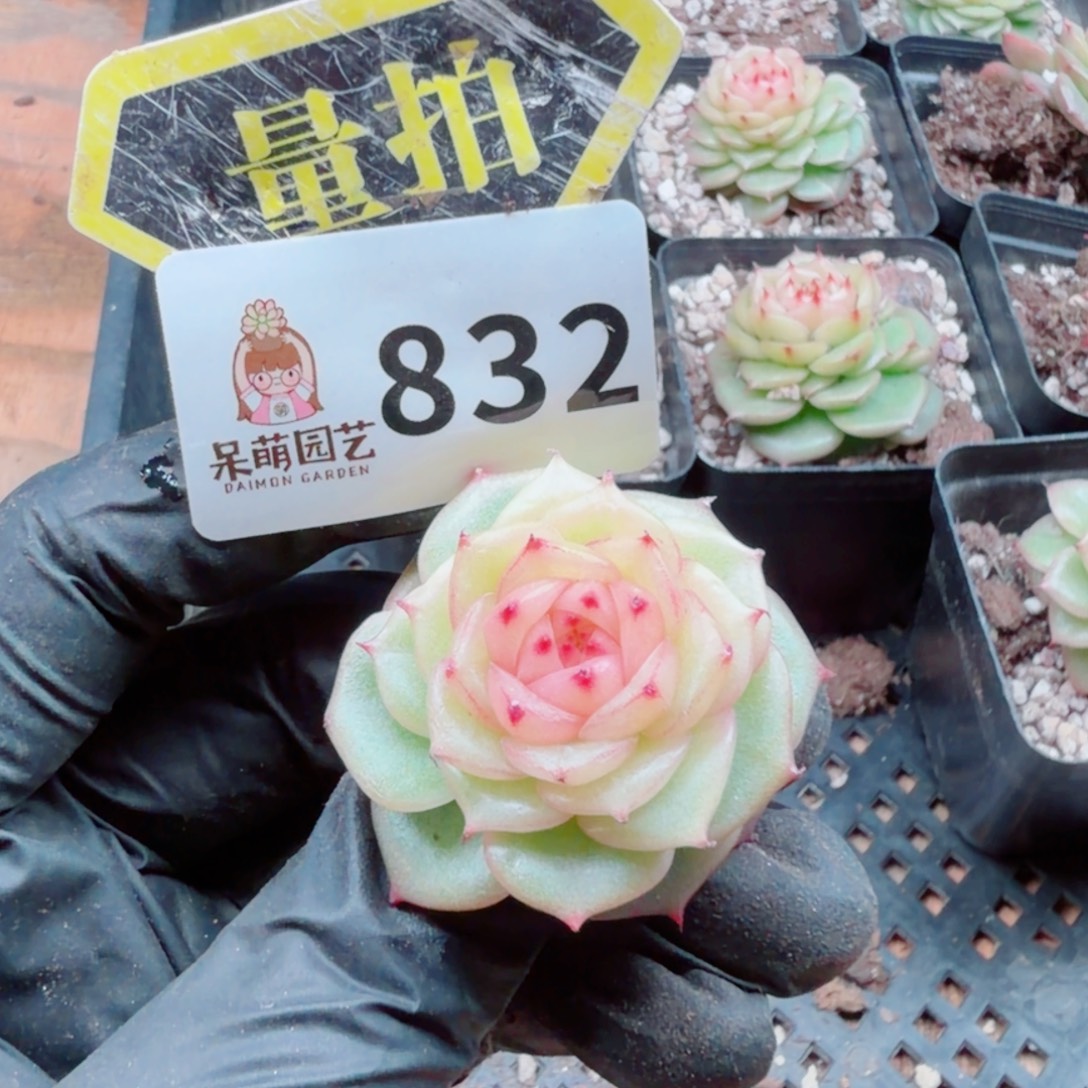 多肉植物多肉植物