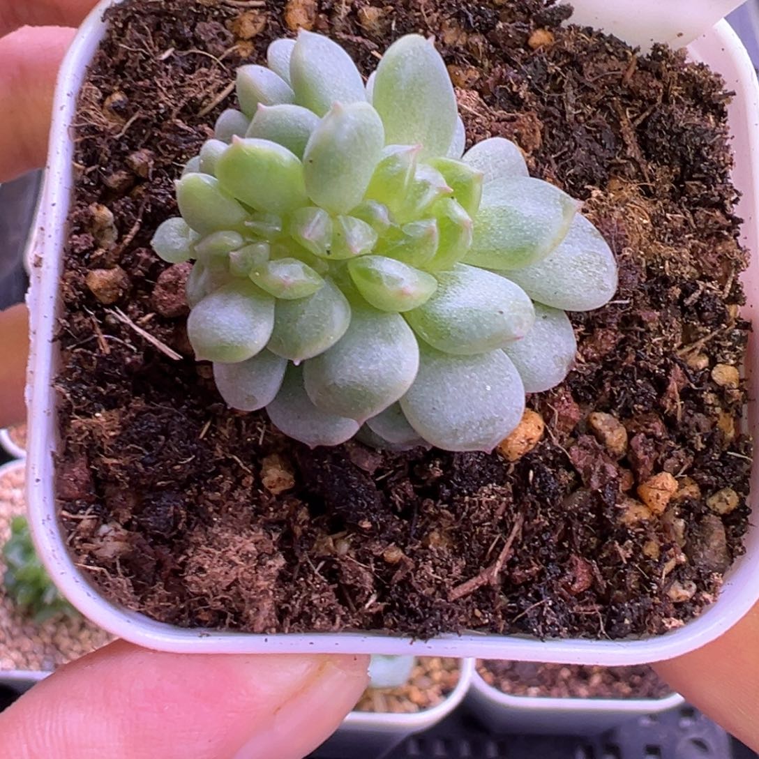 凤***舞118号缀化晗雨多肉植物