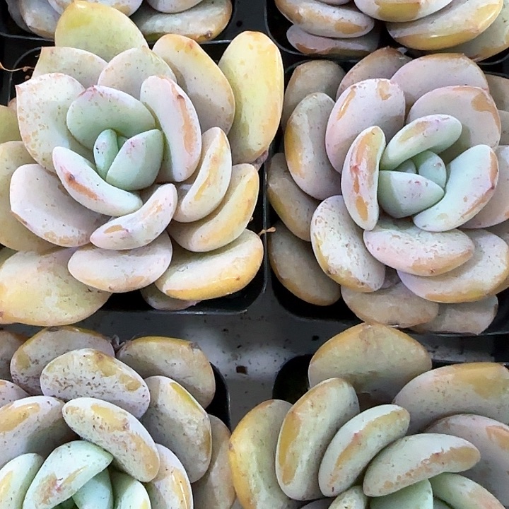 梦**葭青蛙王子儿童牙膏111