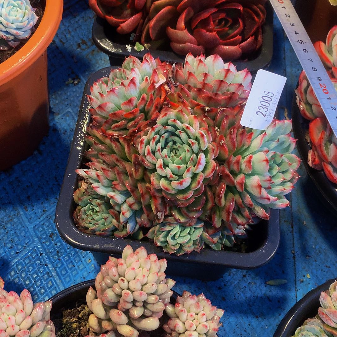 用***3   马赛尔多肉23005