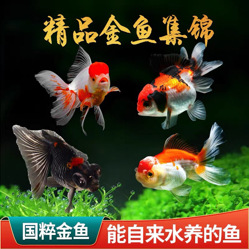 【 大金鱼 】15只 冷水观赏鱼 好养耐活 包邮 6-8公分