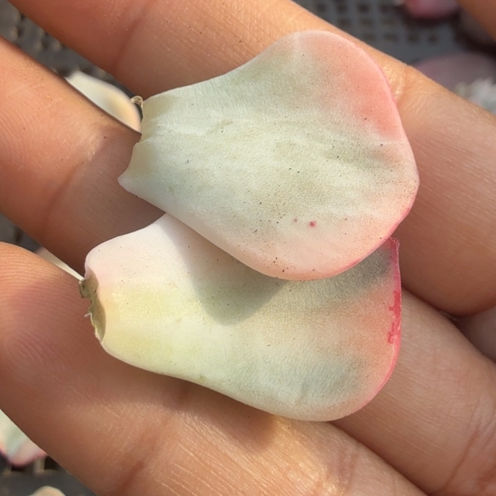 剑斯诺娃锦一组叶片