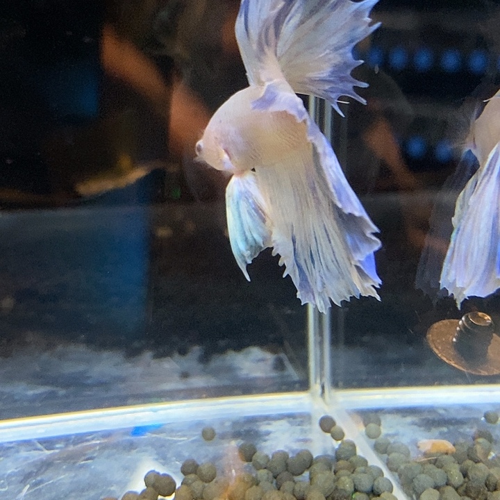 晨***4斗鱼黑194号巨斗将军