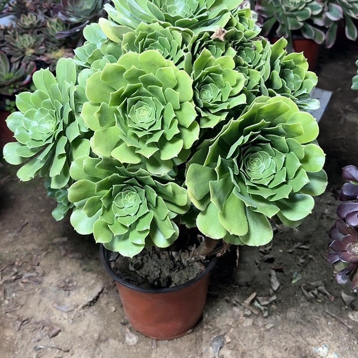 多肉植物绿羊绒27