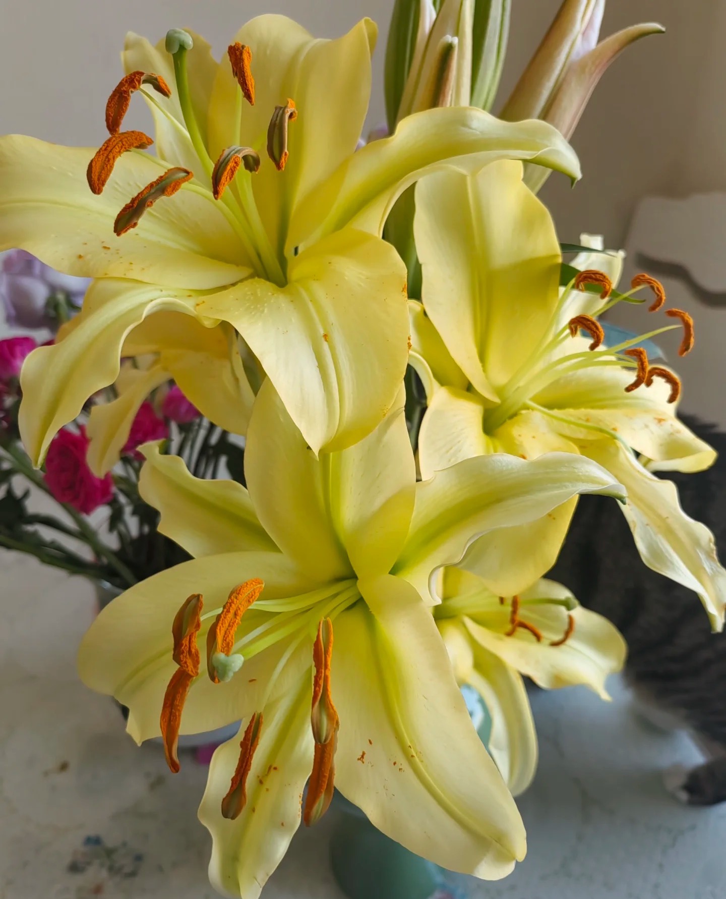 【一单包邮】皇后香水百合【三单升级京东或顺丰】 云南基地直发