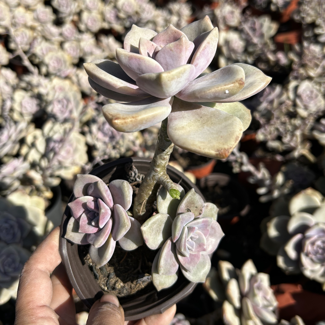 老桩紫乐多肉植物   全场满16.8包邮，实物以直播展示为准