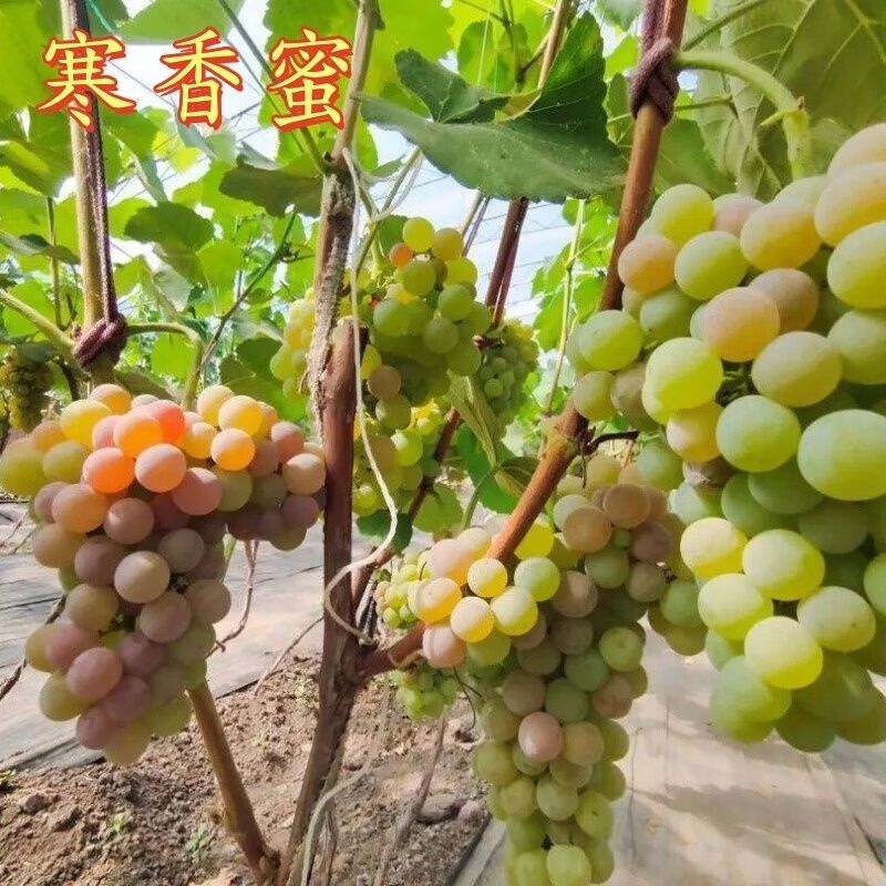 正宗寒香密葡萄树苗阳台盆栽庭院地栽带盆带土带枝带叶基地直发