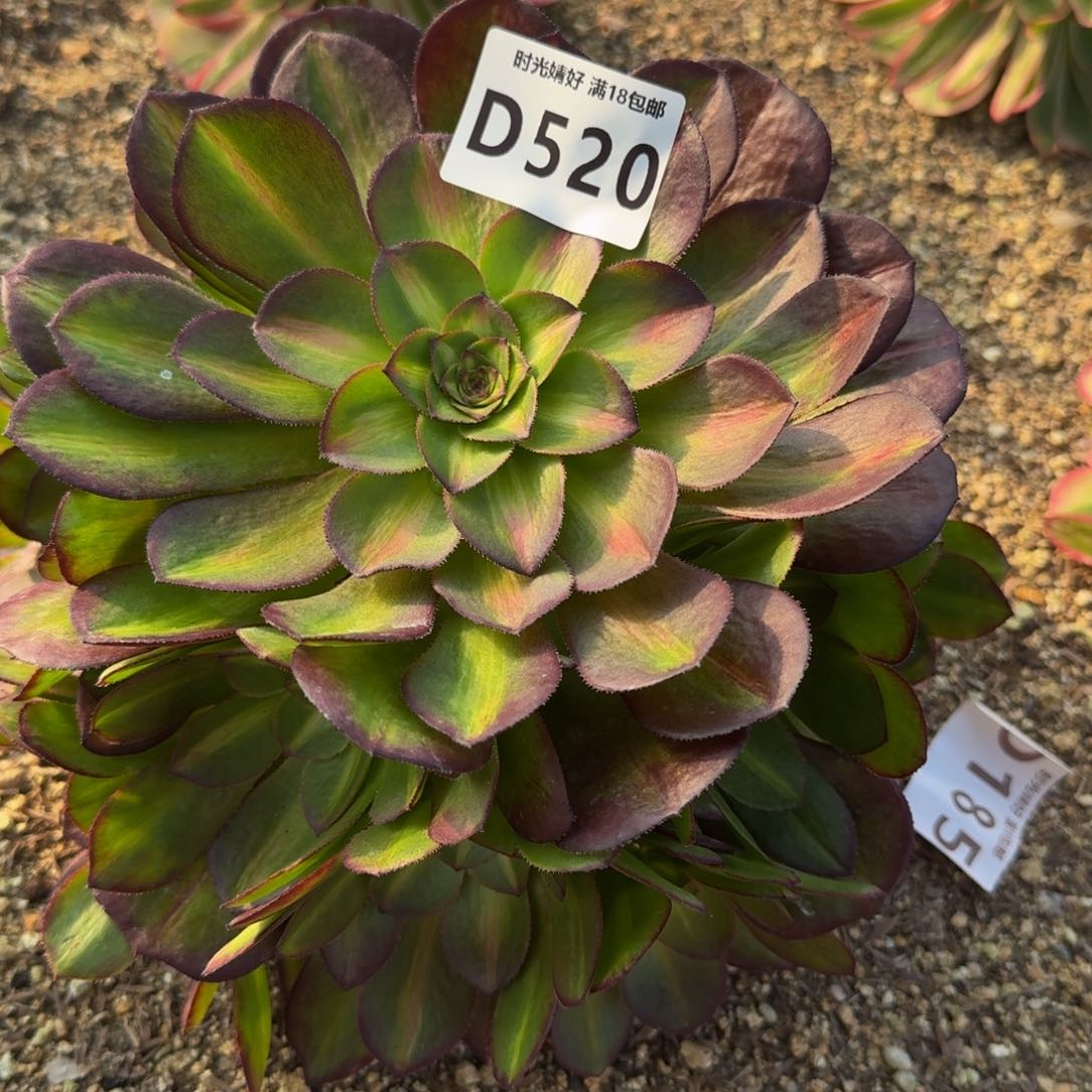 520荔枝中斑多肉植物