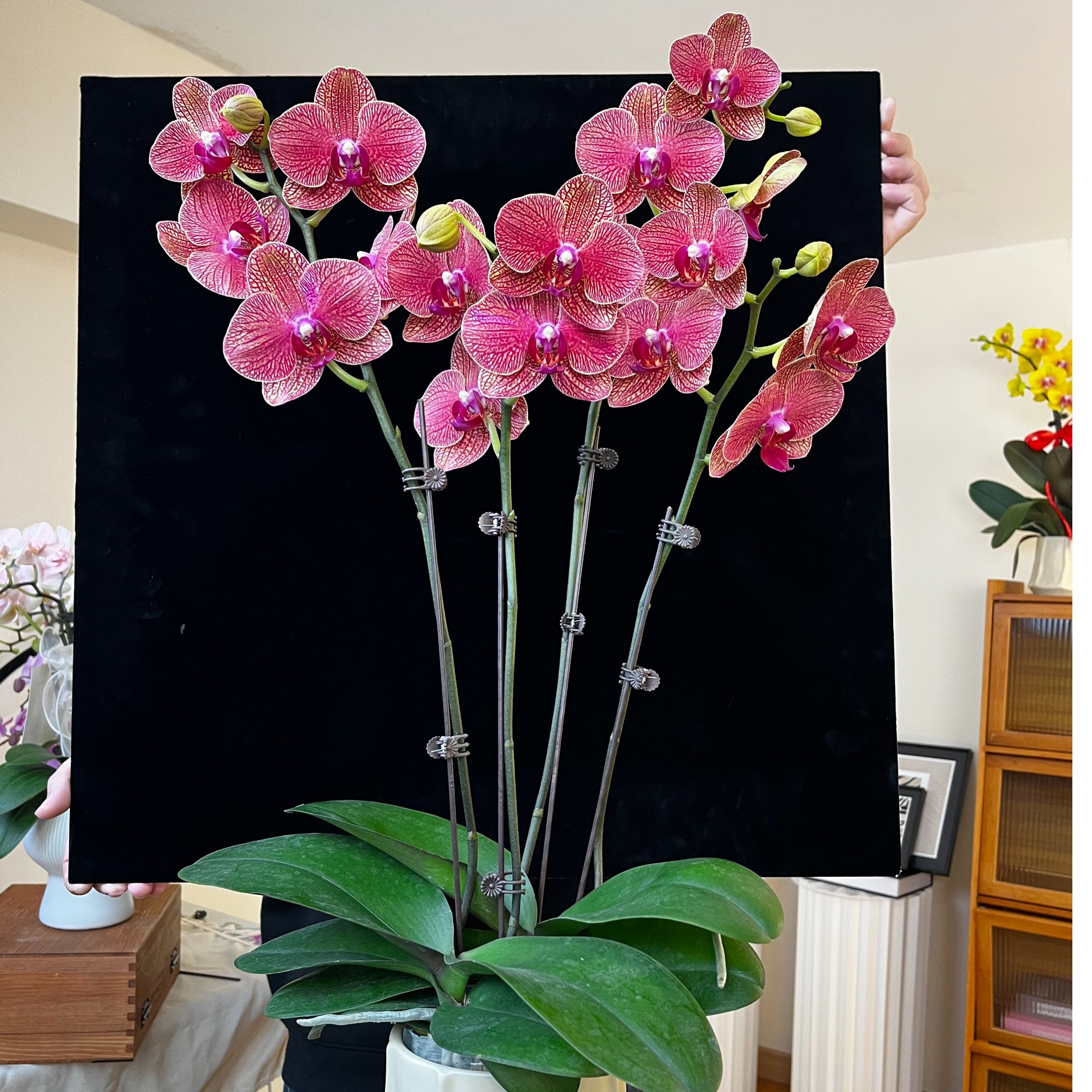 【金秋仙子】蝴蝶兰橙红色系四季好养精美花卉年宵花乔迁新居