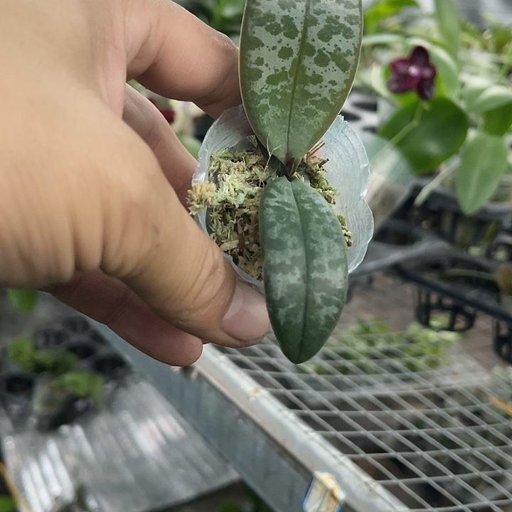 当前无花栽培后可以开花678西雷利1.7