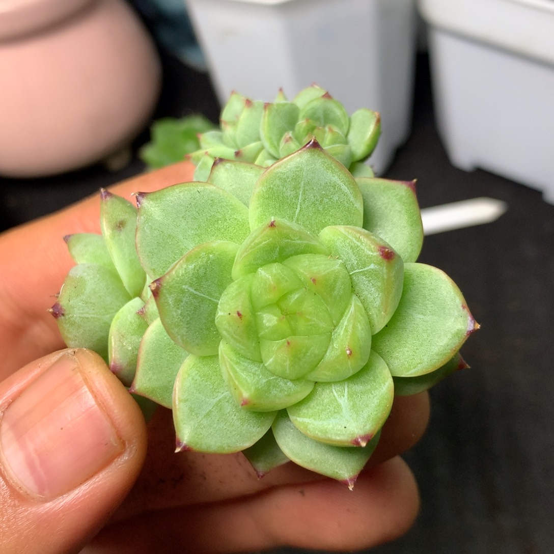 4 精品多肉一物一拍