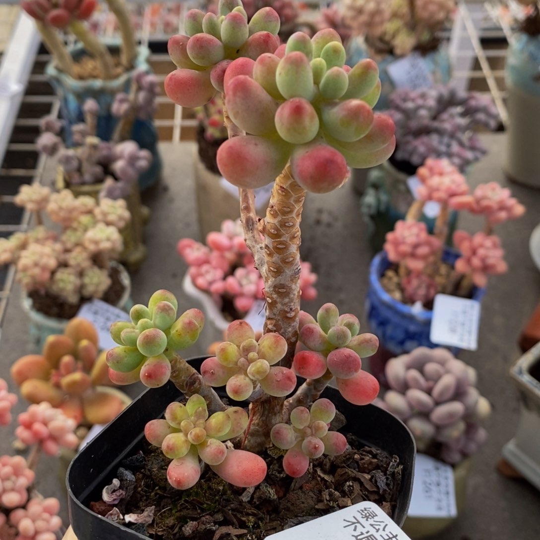 派大星276/7cm的肉