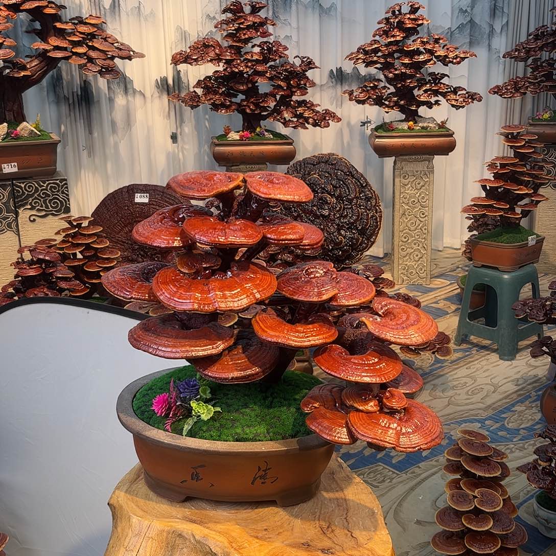 无花朵88888888888