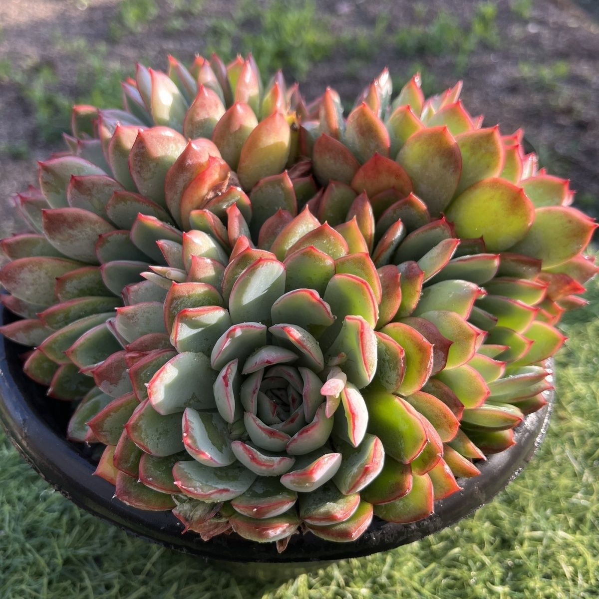 大荷花多肉满15包邮 好养易活适合办公室阳台美观净化空气