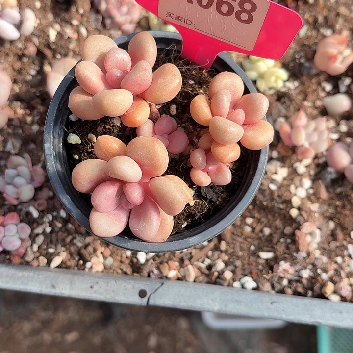 眯*x h d s g h g t 068