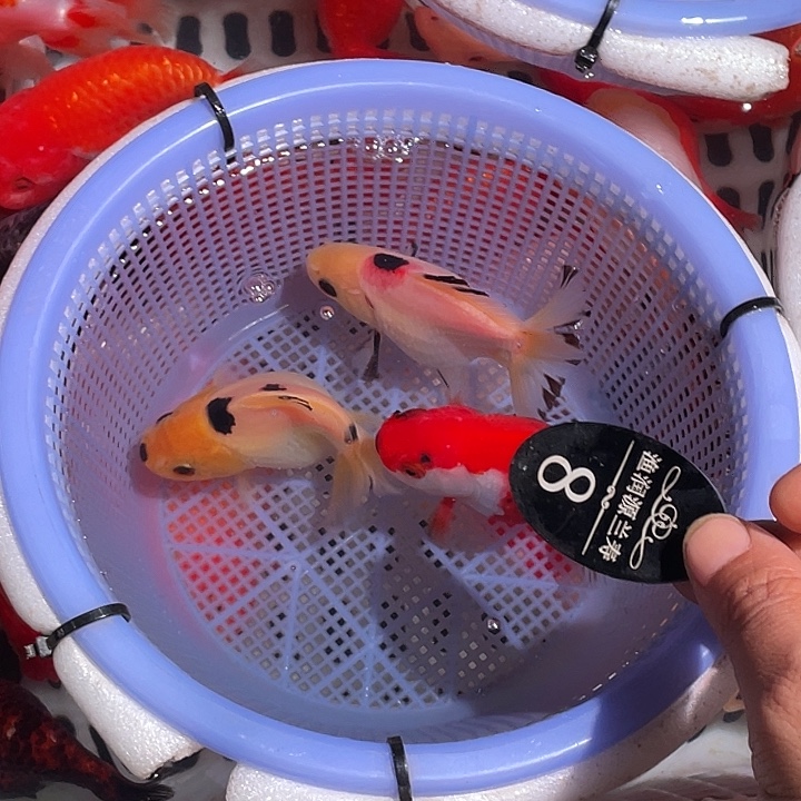 海水鱼兰寿金鱼玛丽金鱼8