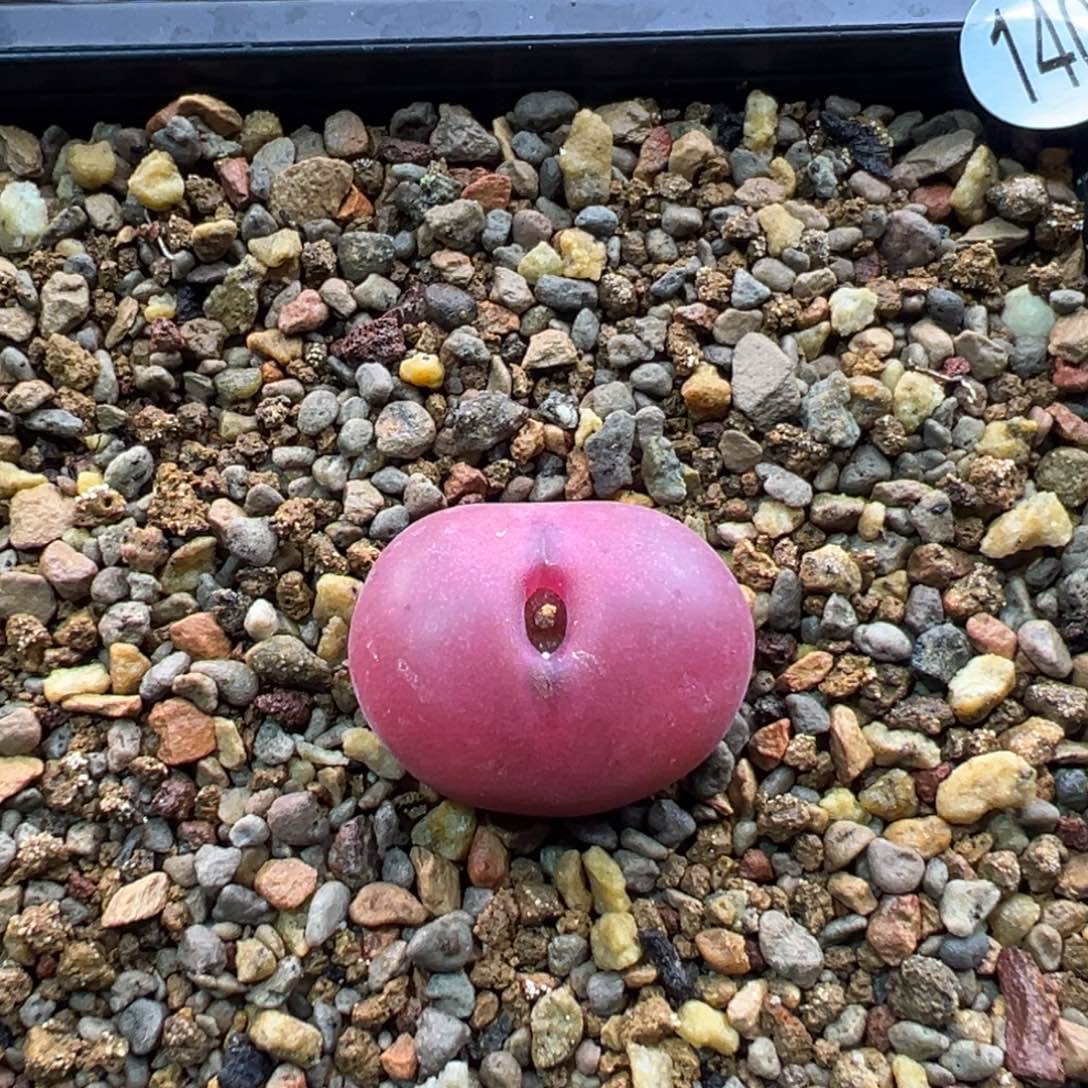 140多肉单头优选吕杂一棵