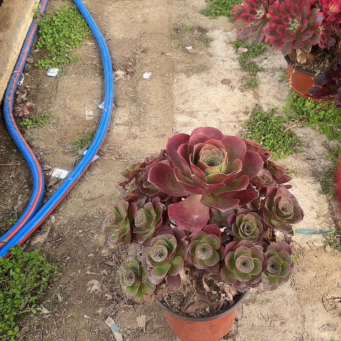 9魅金玫瑰法师多肉植物