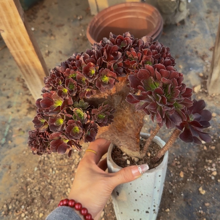 特特特特特图308