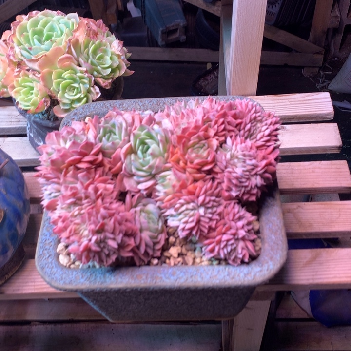 昂斯诺缀z z z z z z