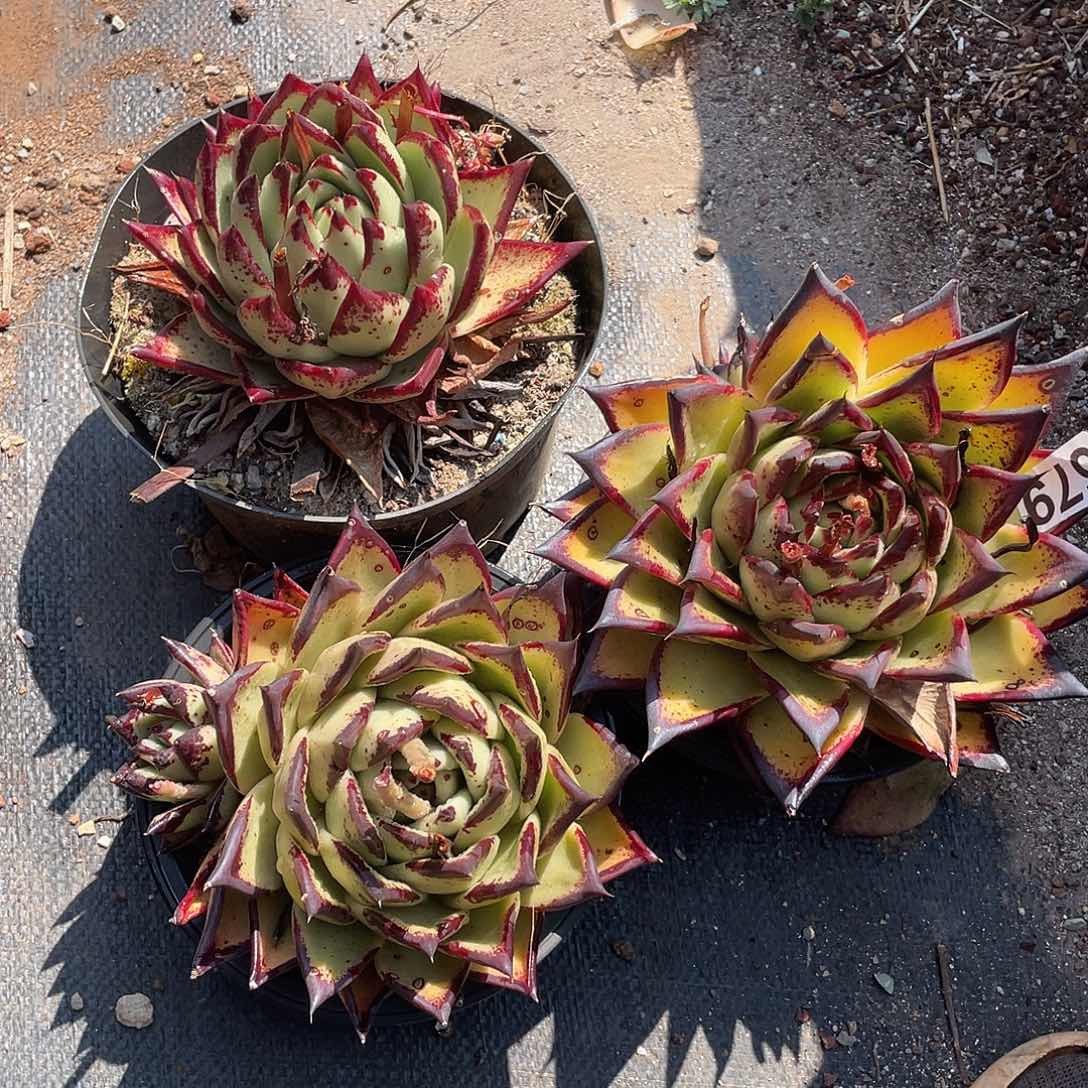 若如东云组拍679