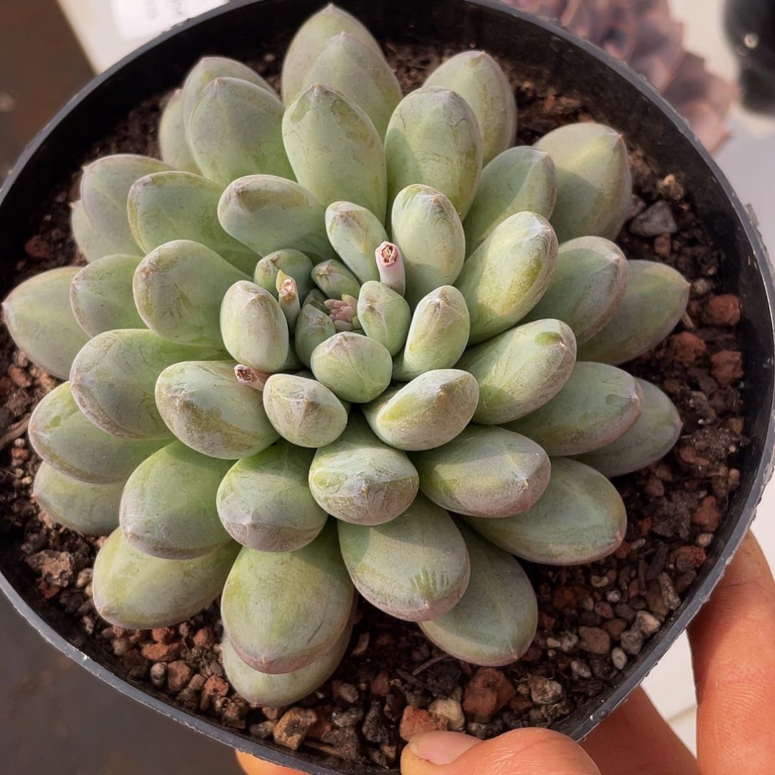 森林都单头带暗纹多肉多肉