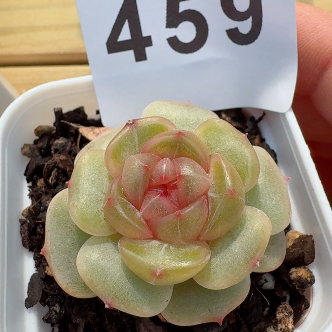 彩恋         精品多肉