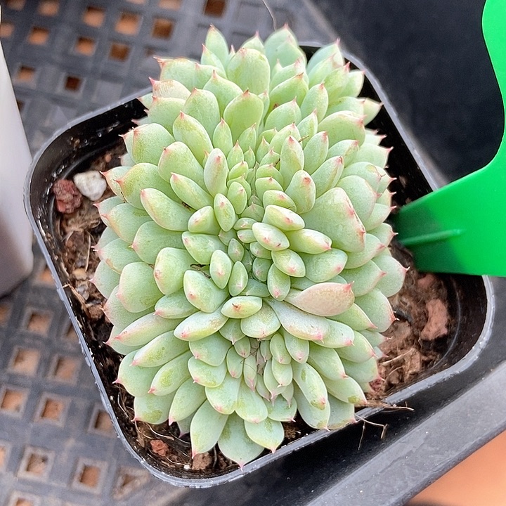 多肉植物白胖子缀化936