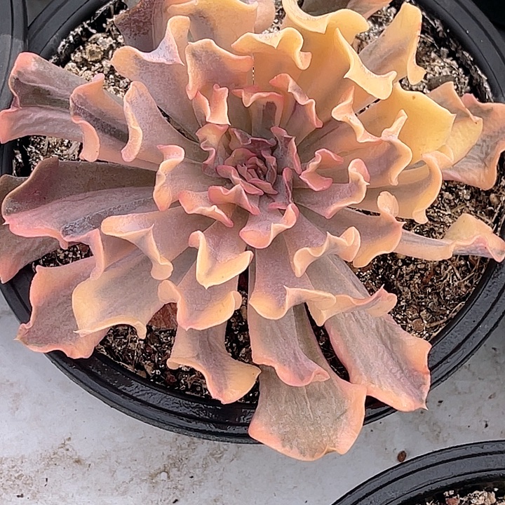 尚品园艺利比里亚母本