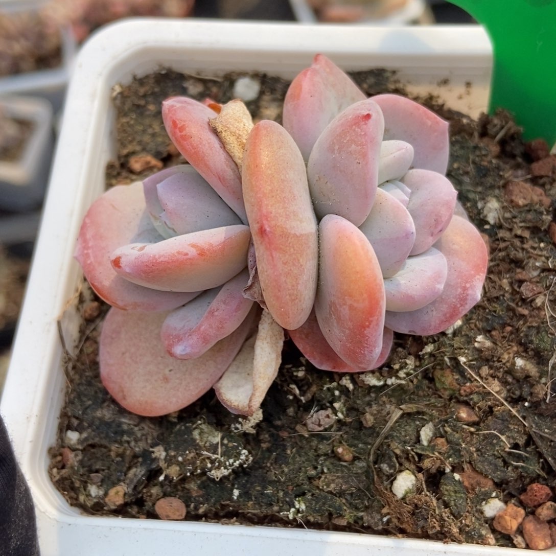967奶茶多肉植物保护